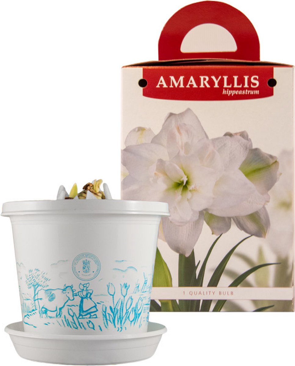 Amaryllis Marilyn® op pot in geschenkdoos | 1 stuk | Bolmaat 28/30 | Ridderster
